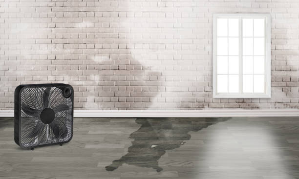 Best Water damage contractors near me  in West Ocean City, MD